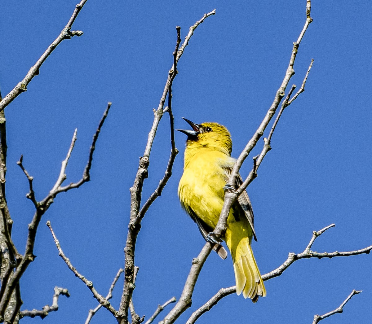 Orchard Oriole - ML618999173