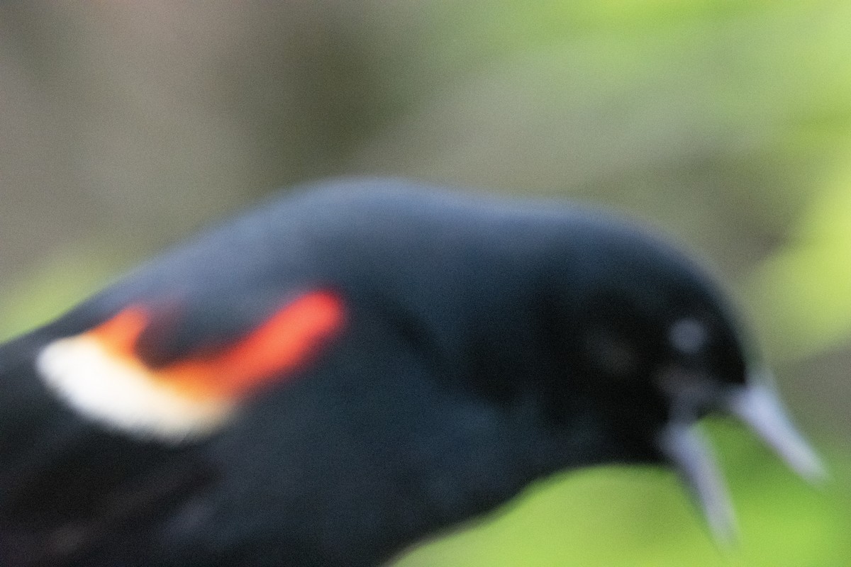 Red-winged Blackbird - ML618999189