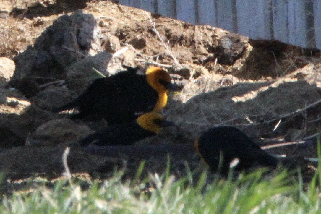 Yellow-headed Blackbird - ML618999190
