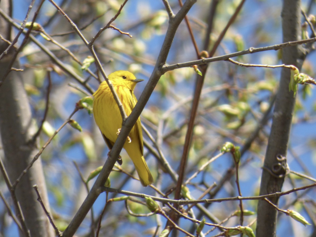 Yellow Warbler - ML618999197