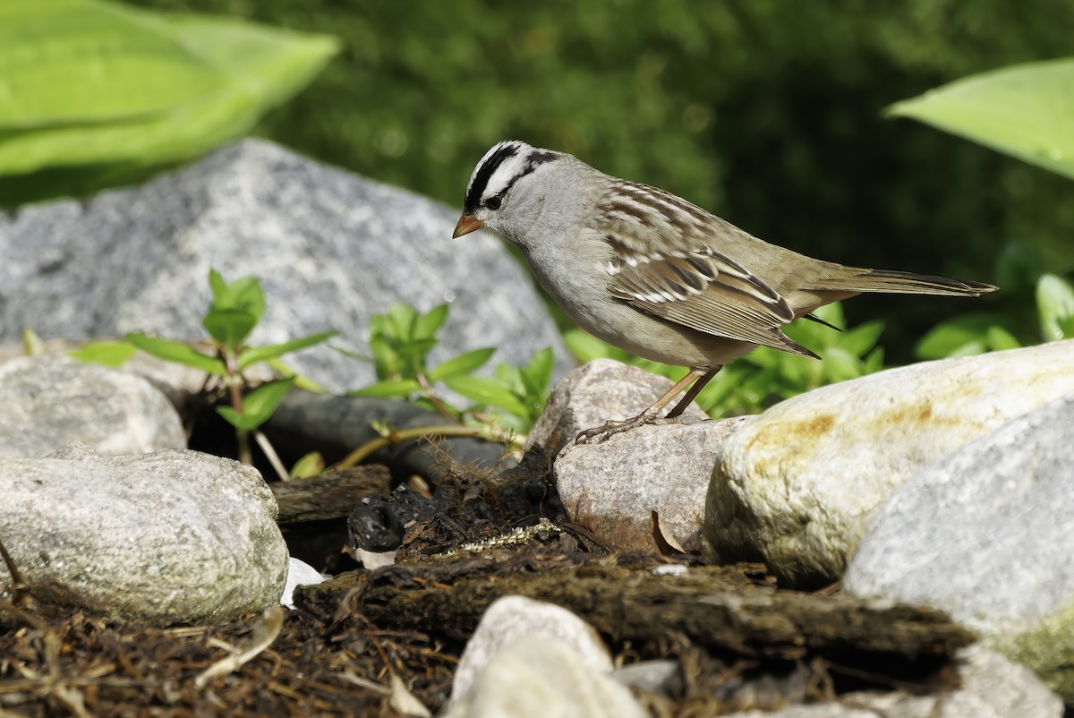White-crowned Sparrow - Peter Darcy