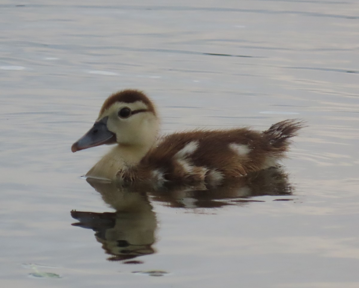 Muscovy Duck (Domestic type) - ML618999418