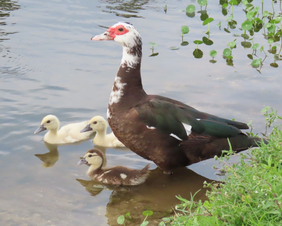 Muscovy Duck (Domestic type) - ML618999419