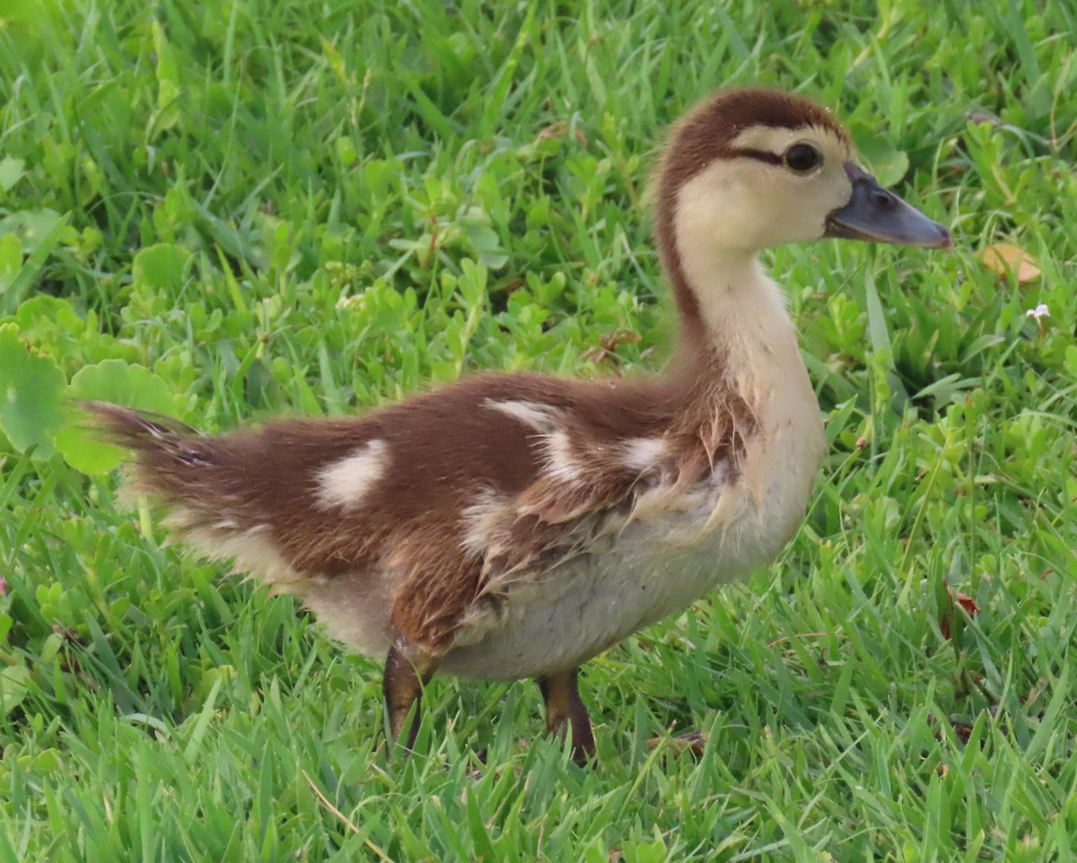 Muscovy Duck (Domestic type) - ML618999421