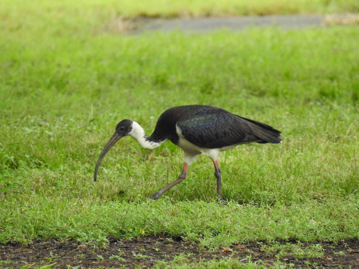 ibis slámokrký - ML618999423