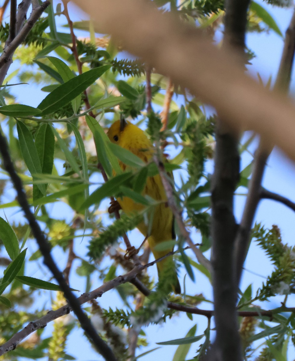 Yellow Warbler - ML618999463