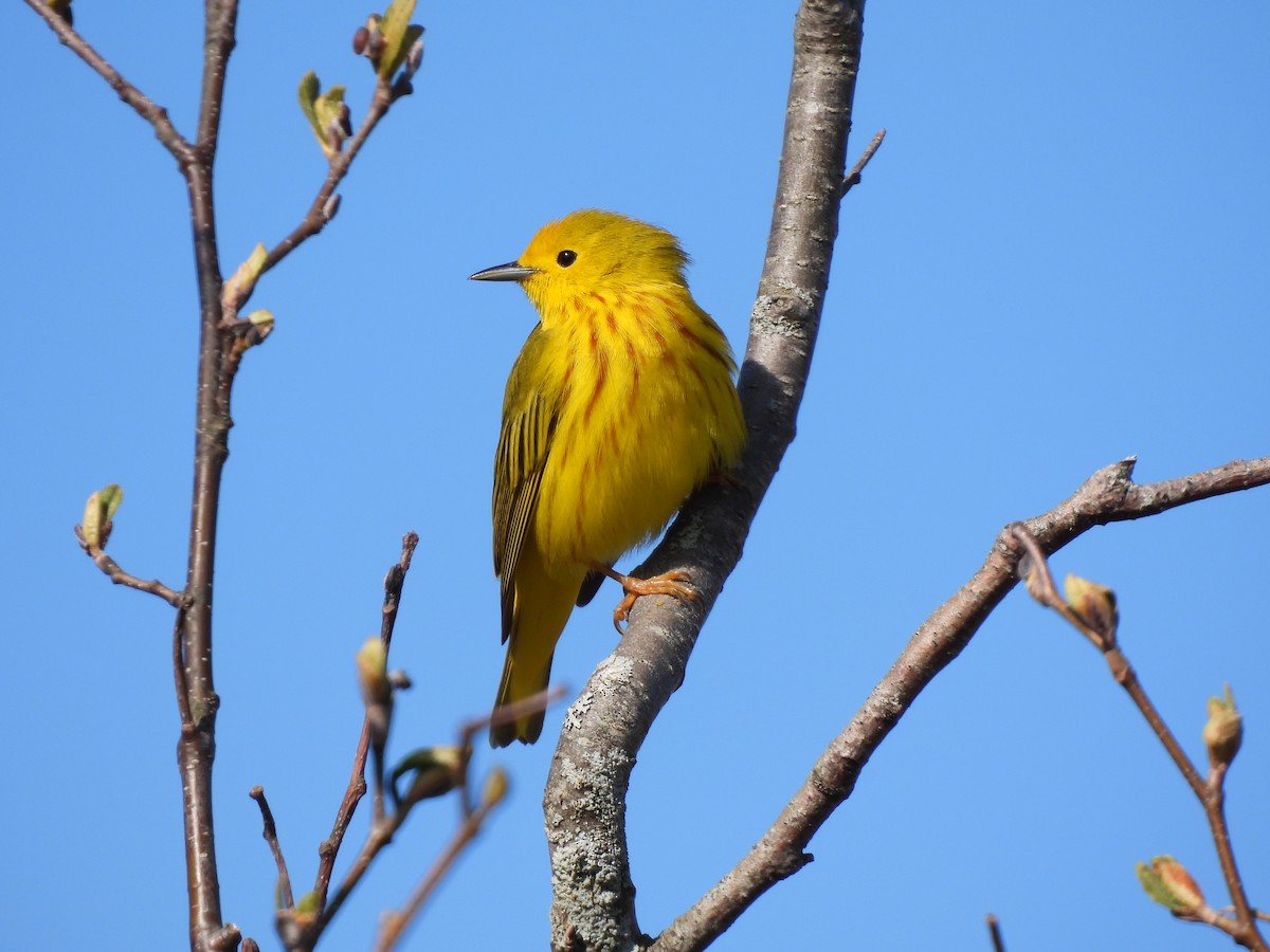 Yellow Warbler - Rhonda Langelaan