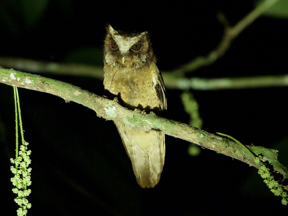 White-fronted Scops-Owl - ML618999490
