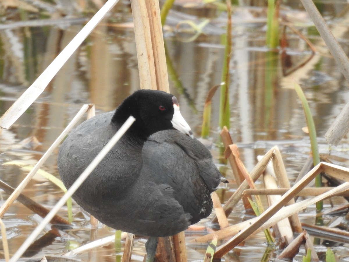 American Coot - Suzanne Mignault
