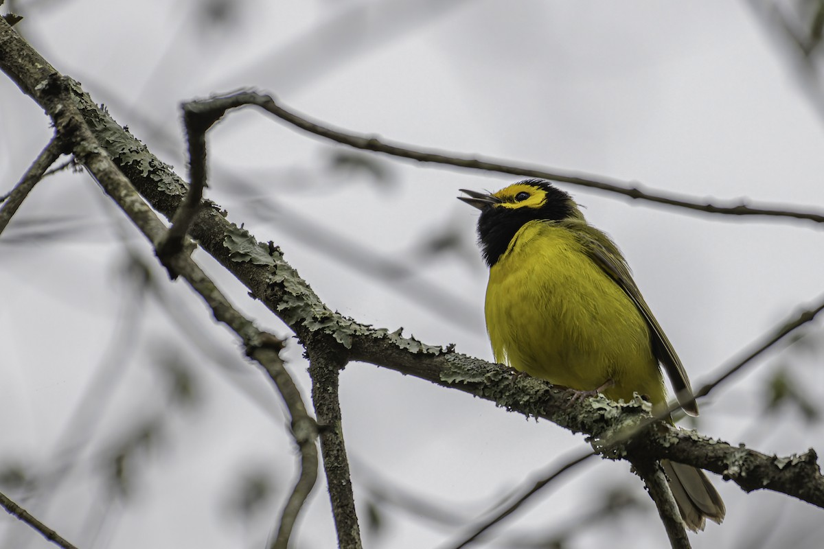 Hooded Warbler - George Roussey
