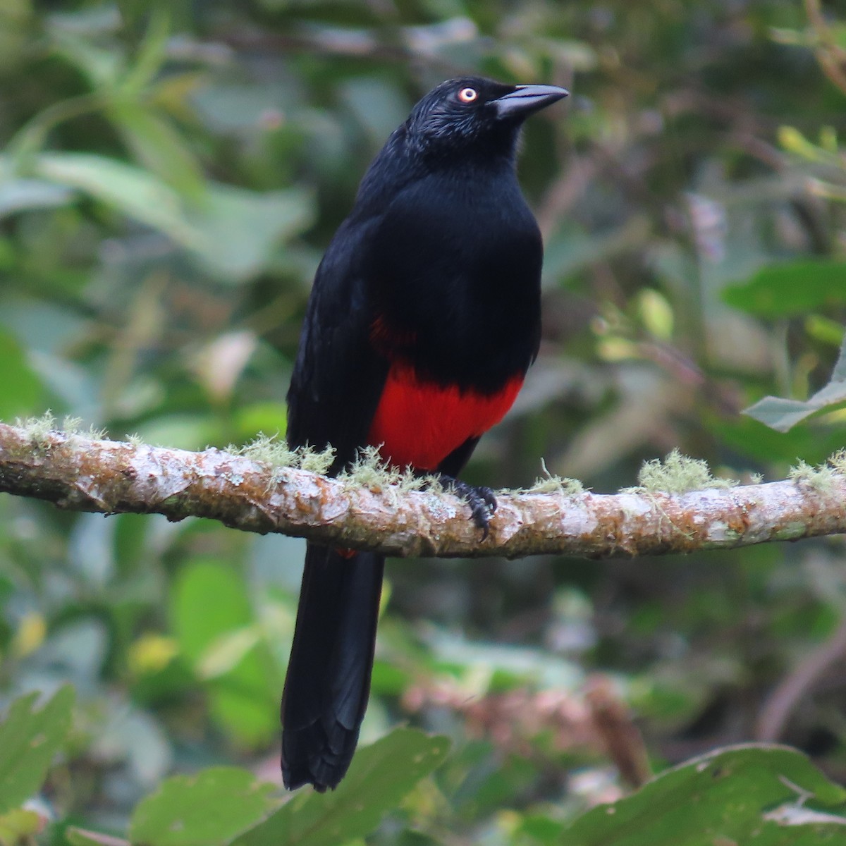Red-bellied Grackle - ML618999541