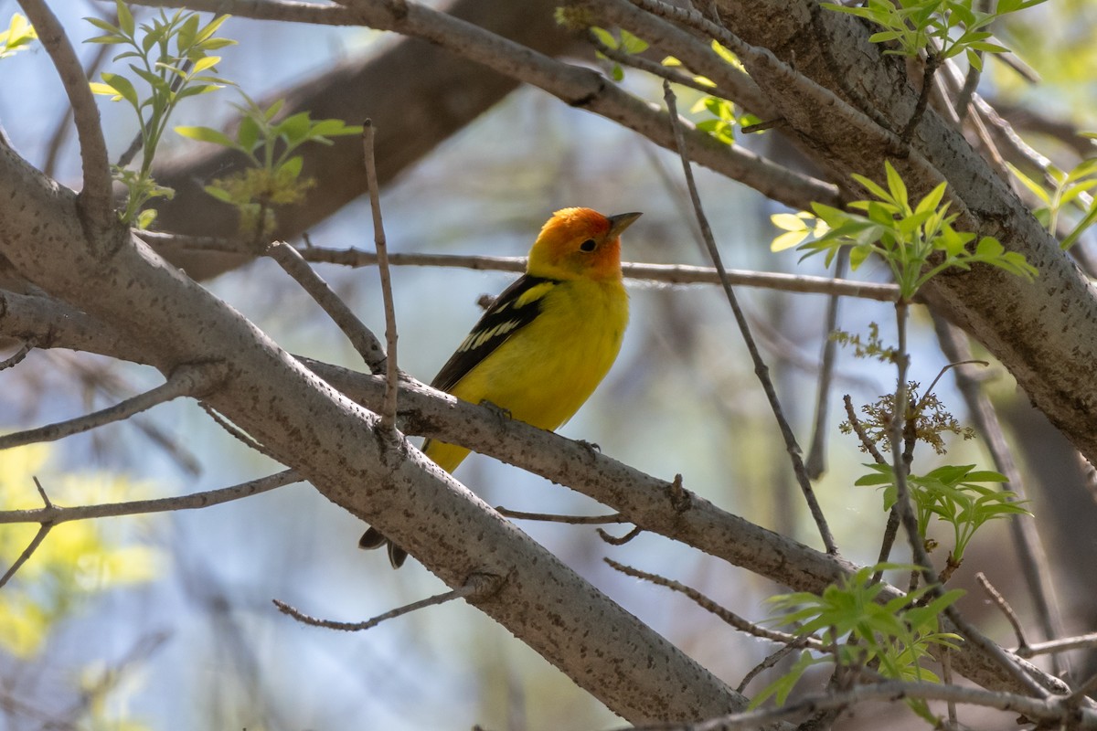 Western Tanager - ML618999596