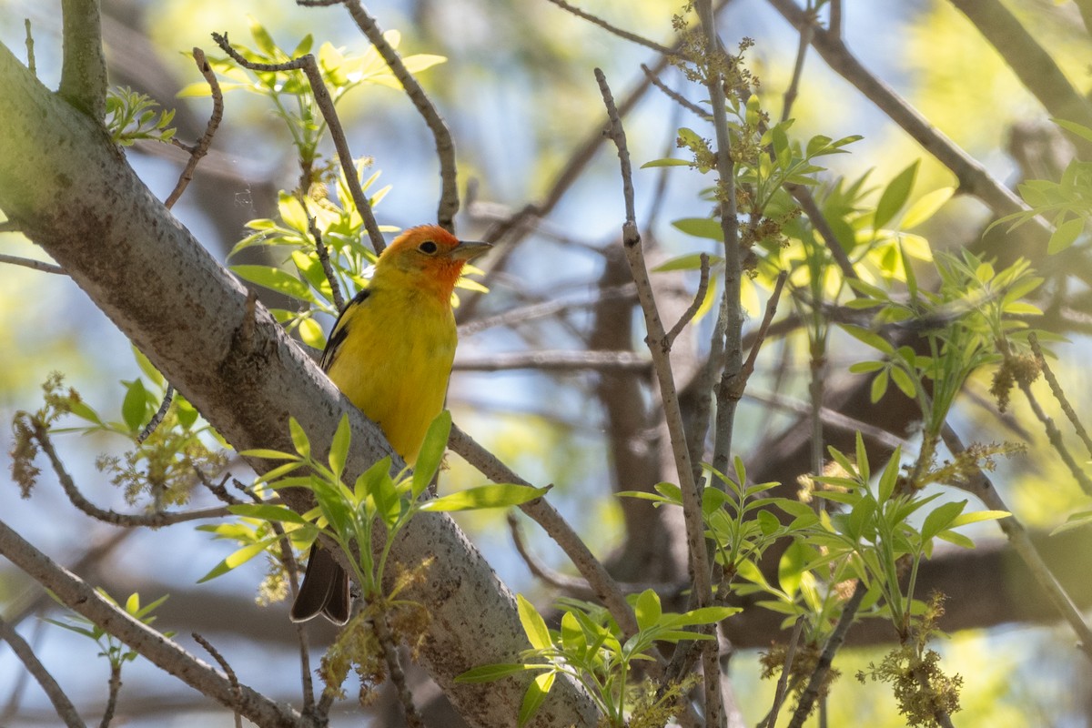 Western Tanager - ML618999601