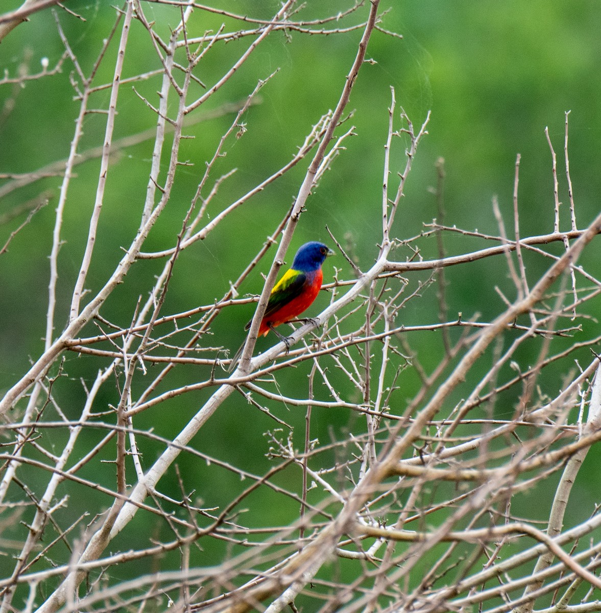 Painted Bunting - ML618999625