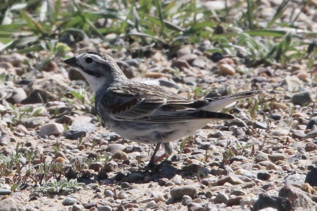 Thick-billed Longspur - ML618999672