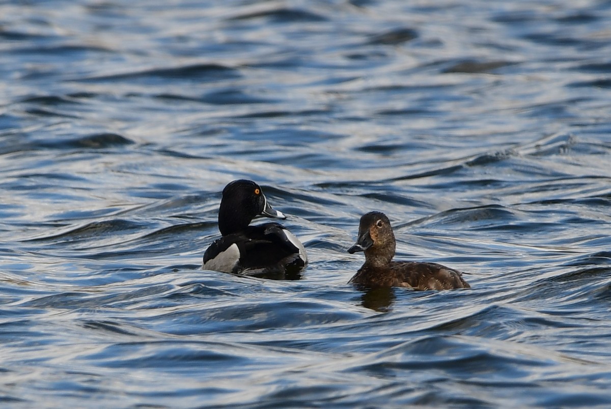 Ring-necked Duck - Michele Chartier