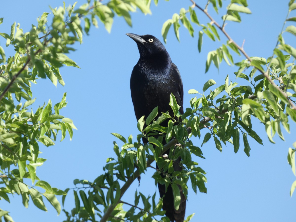 Great-tailed Grackle - ML618999691