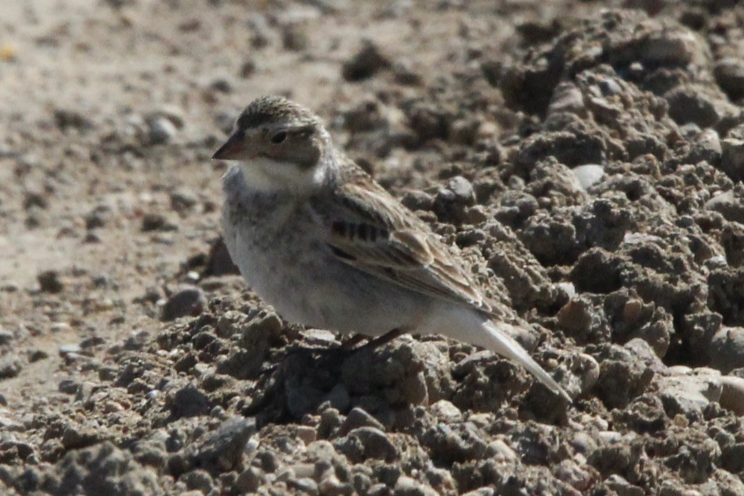 Thick-billed Longspur - ML618999717