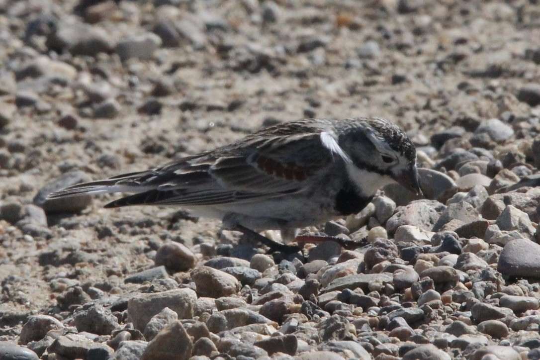 Thick-billed Longspur - ML618999721