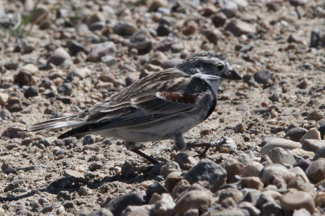 Thick-billed Longspur - ML618999725