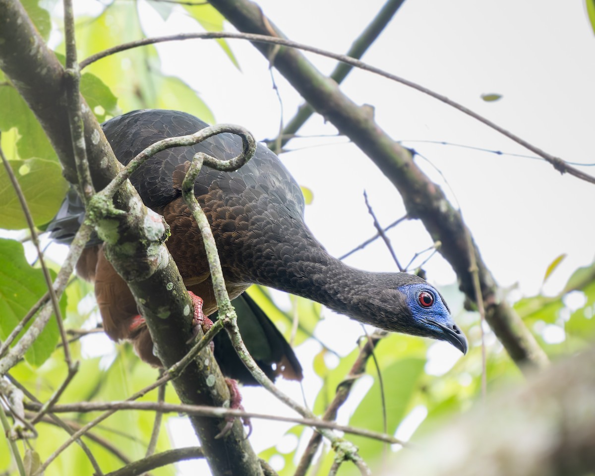 Sickle-winged Guan - ML618999730