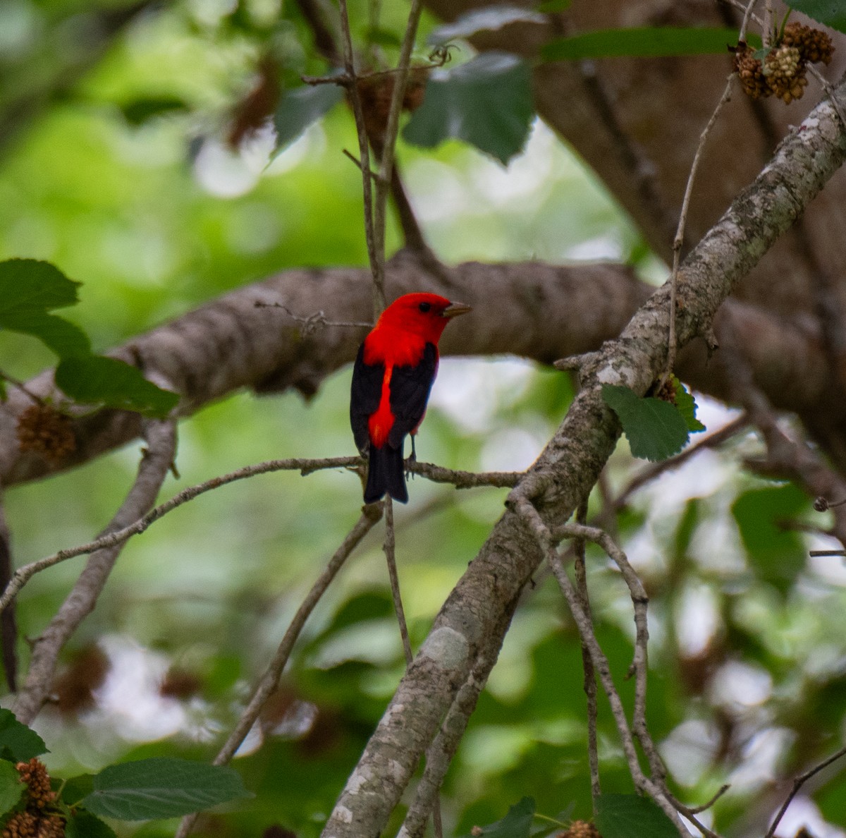 Scarlet Tanager - ML618999731