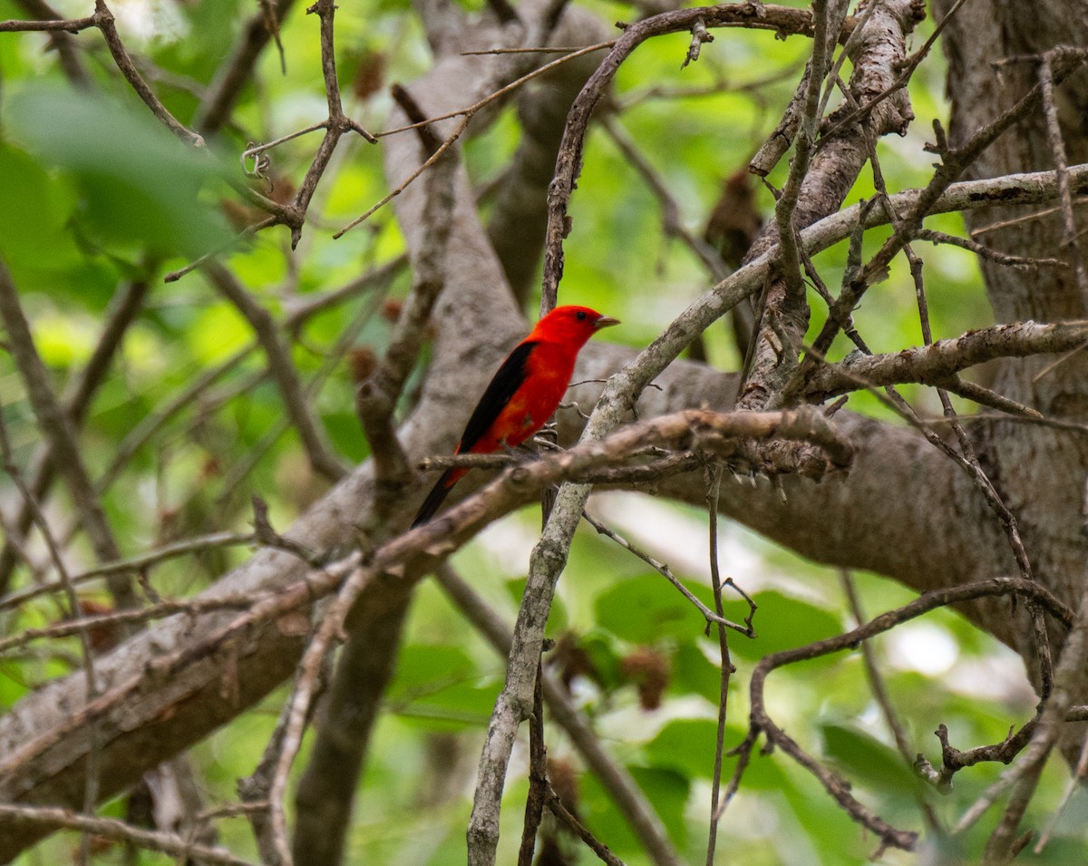 Scarlet Tanager - ML618999744