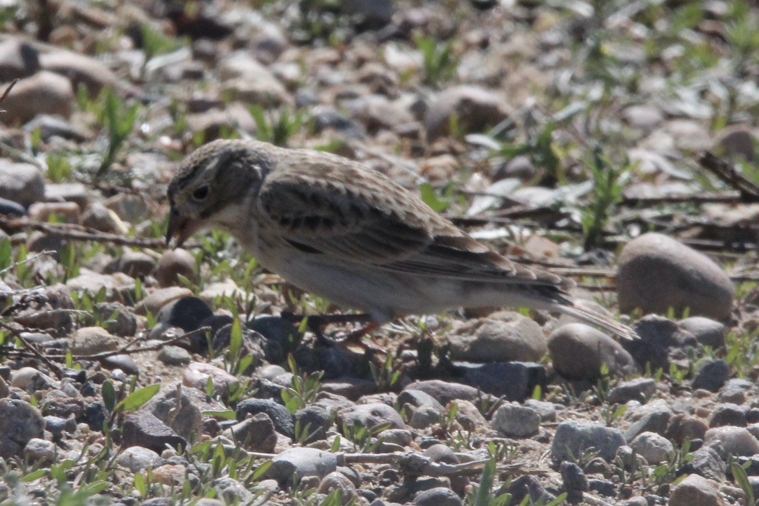 Thick-billed Longspur - ML618999747