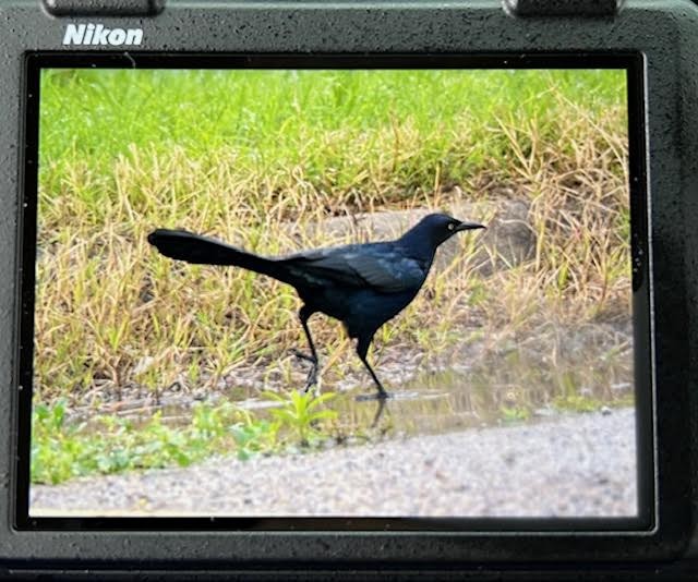 Great-tailed Grackle - ML618999754