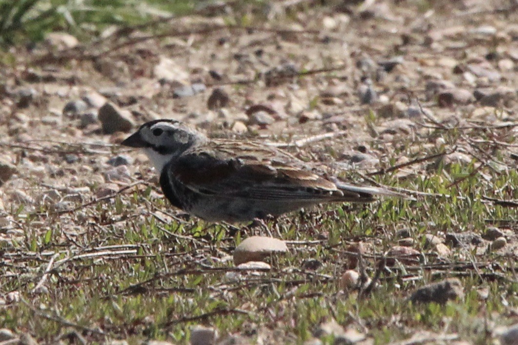Thick-billed Longspur - ML618999761