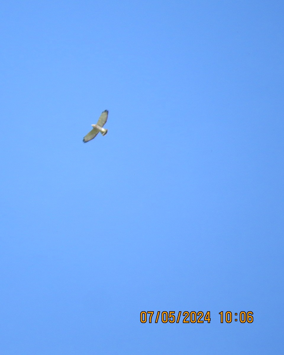 Broad-winged Hawk - ML618999764