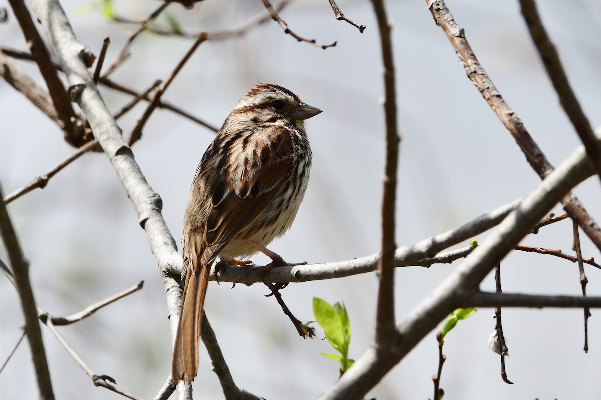 Song Sparrow - Michele Chartier