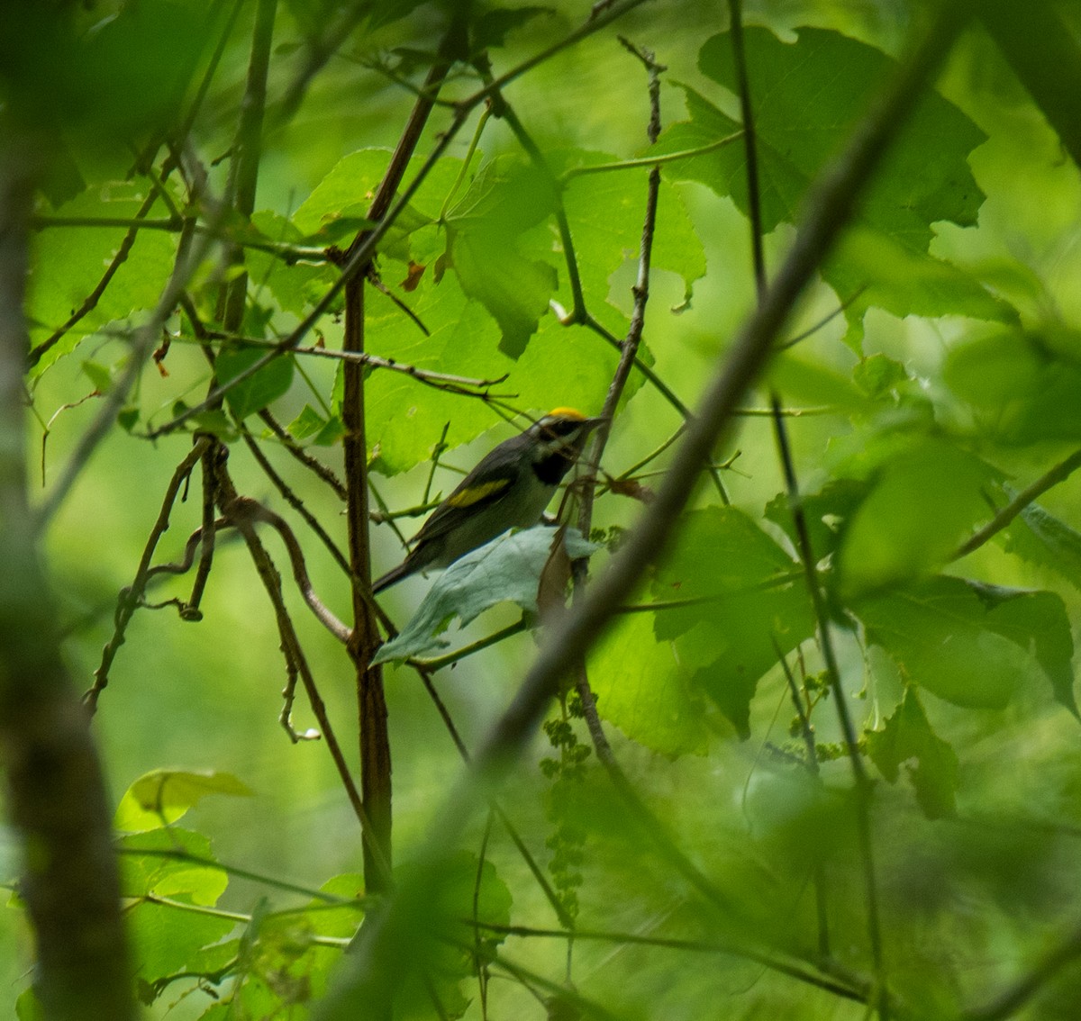 Golden-winged Warbler - Paul DiFiore
