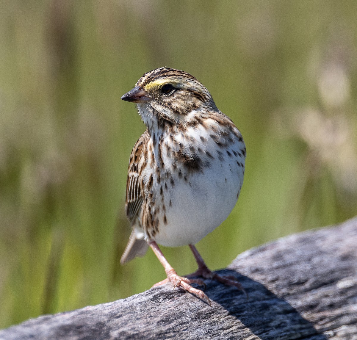 Savannah Sparrow - ML618999790