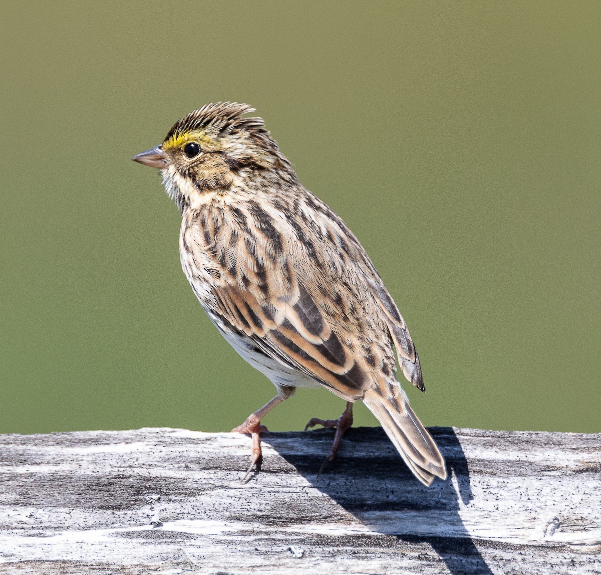 Savannah Sparrow - ML618999792