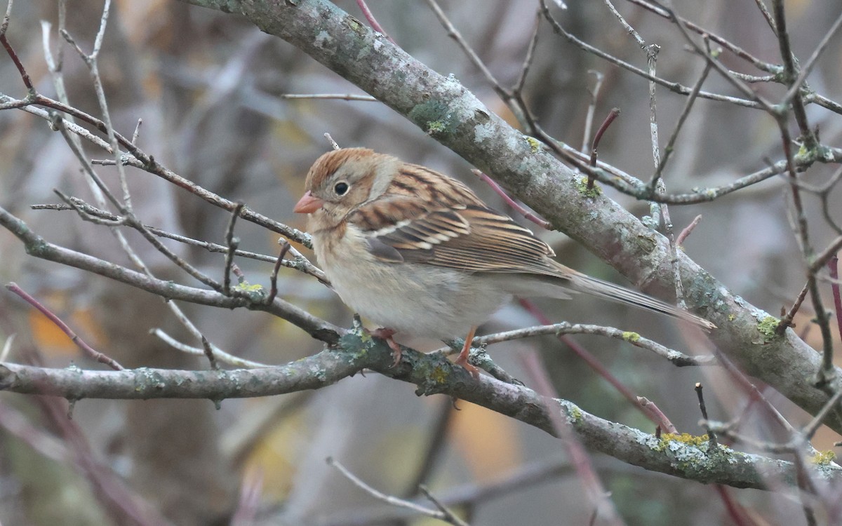 Field Sparrow - ML618999798