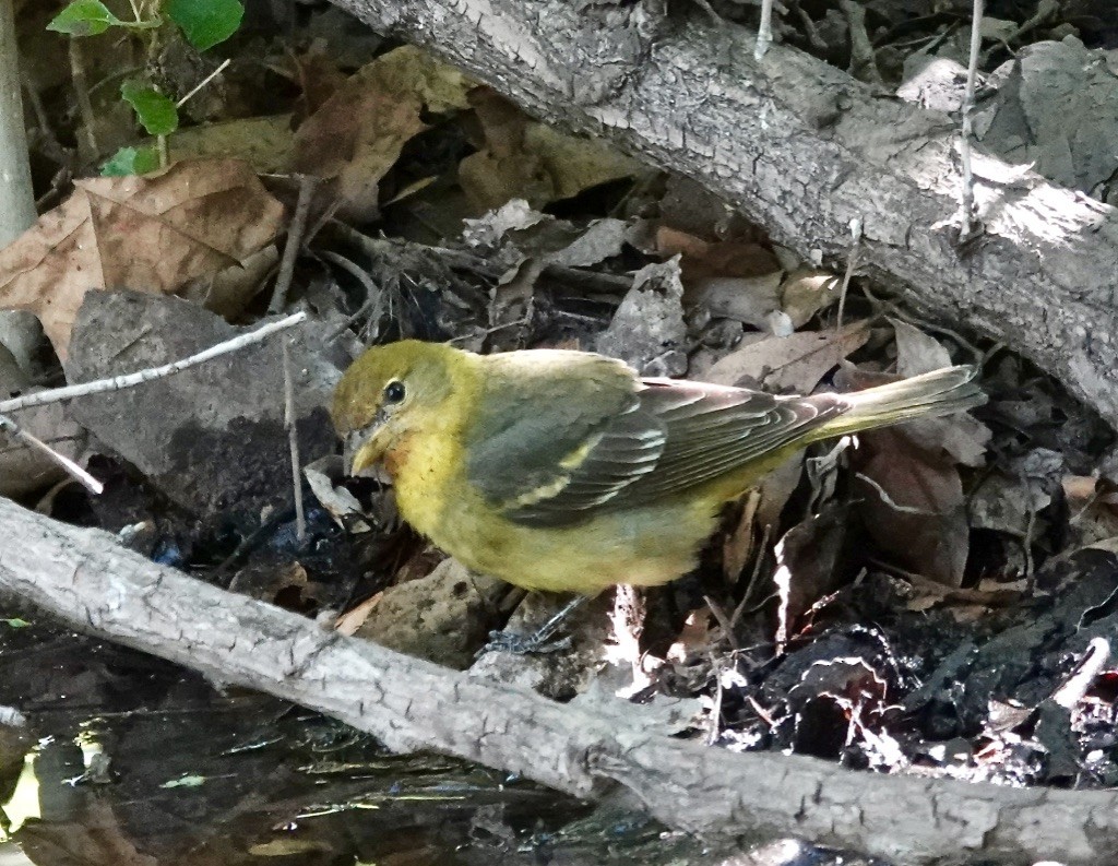 Western Tanager - ML618999806