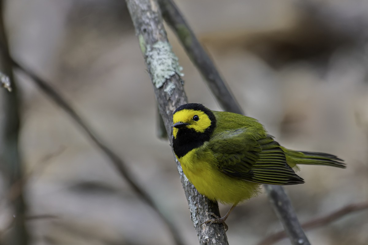 Hooded Warbler - George Roussey