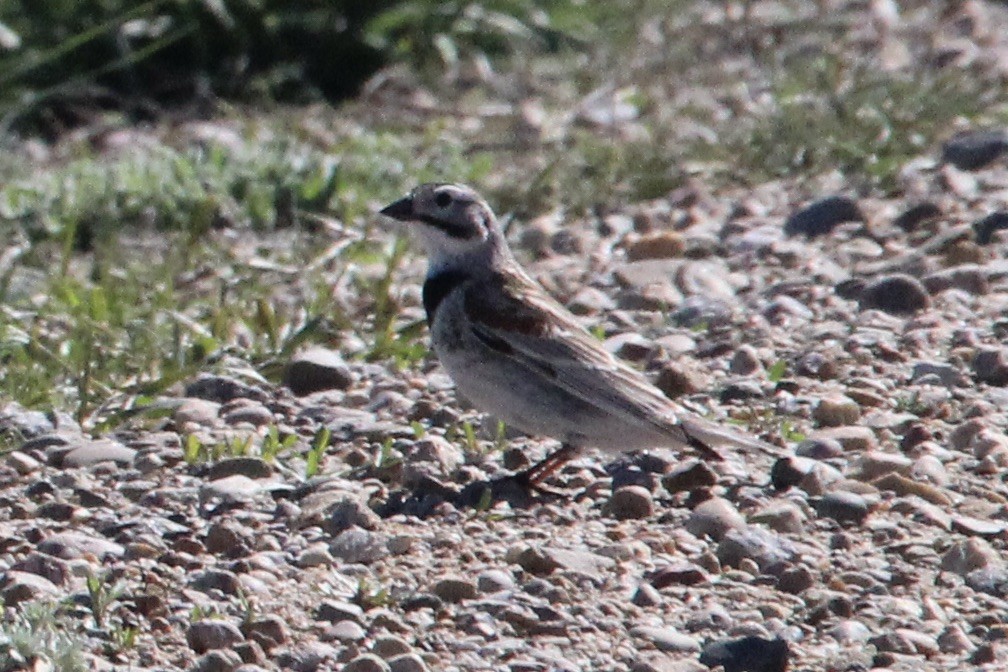 Thick-billed Longspur - ML618999889
