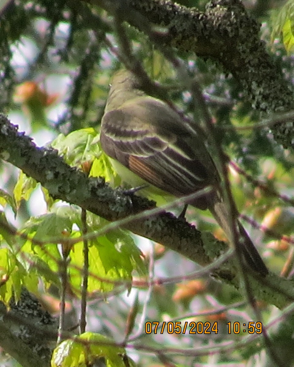 Great Crested Flycatcher - ML618999916