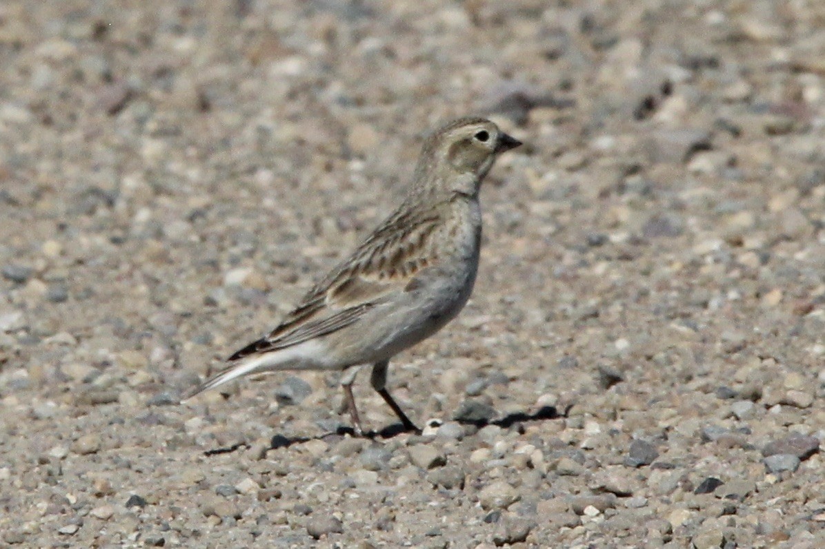 Thick-billed Longspur - ML618999963