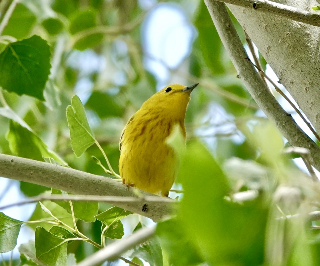 Yellow Warbler (Northern) - ML619000113