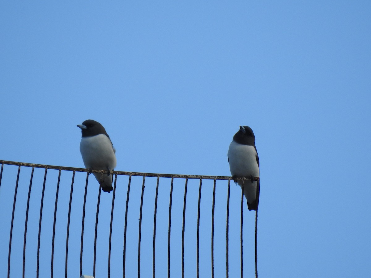 White-breasted Woodswallow - ML619000129