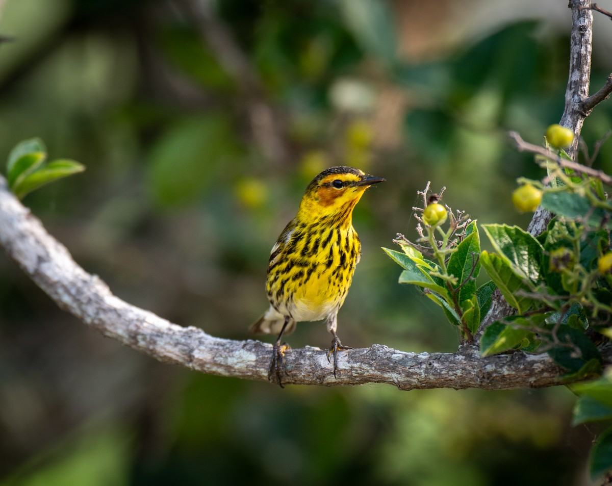Cape May Warbler - ML619000131