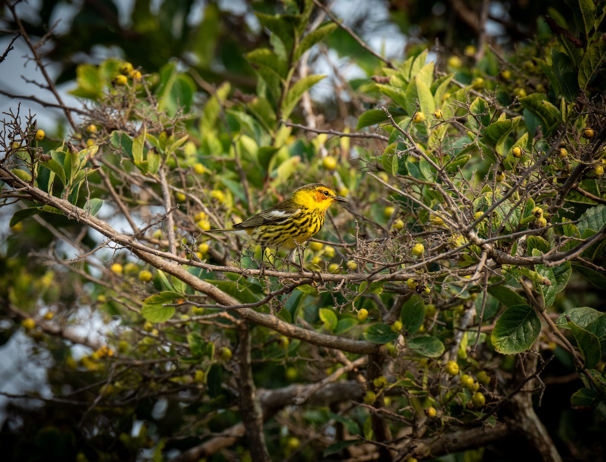 Cape May Warbler - Paul DiFiore