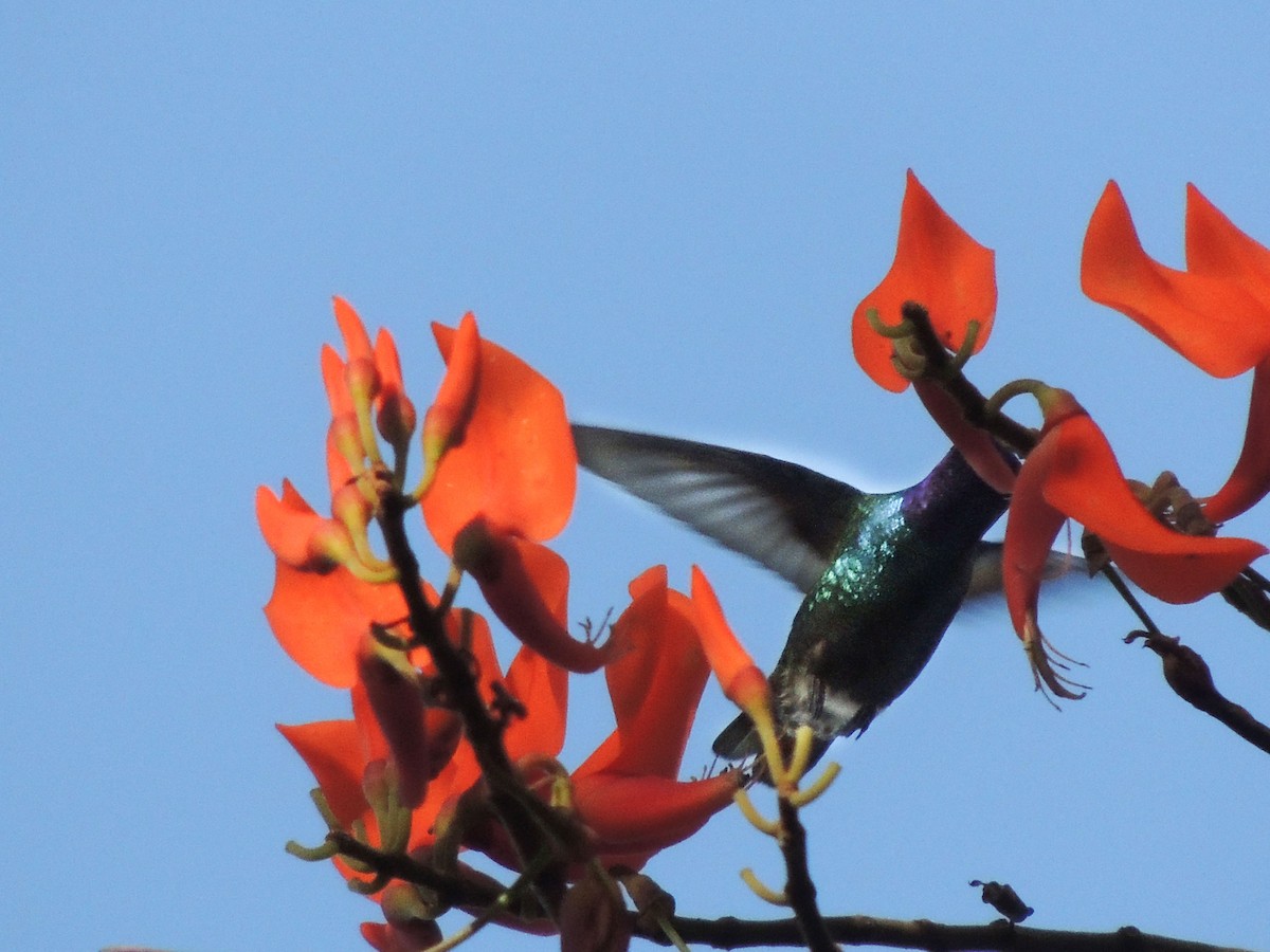 kolibřík zlatochvostý - ML619000147