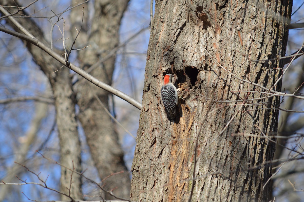 Red-bellied Woodpecker - Justin Hageman