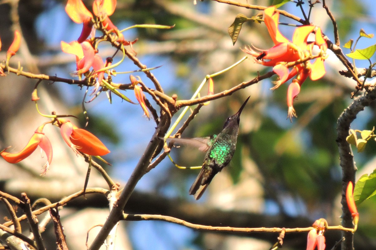 kolibřík zlatochvostý - ML619000173
