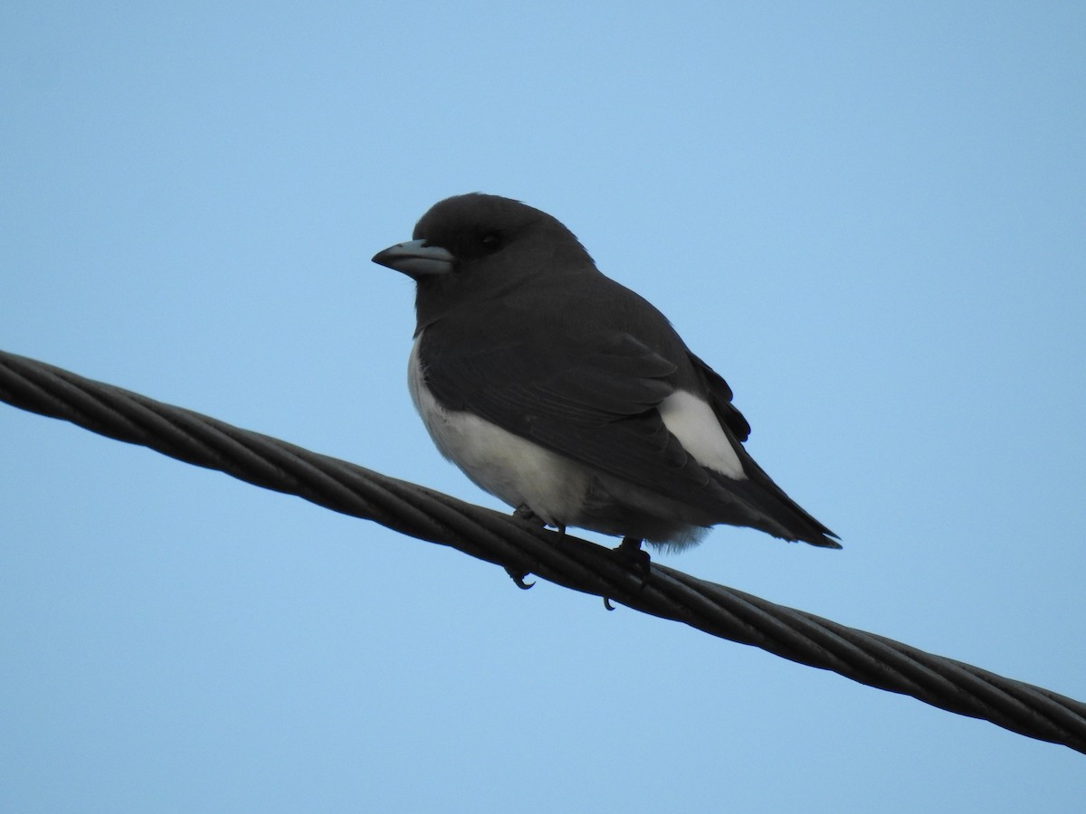 White-breasted Woodswallow - ML619000181