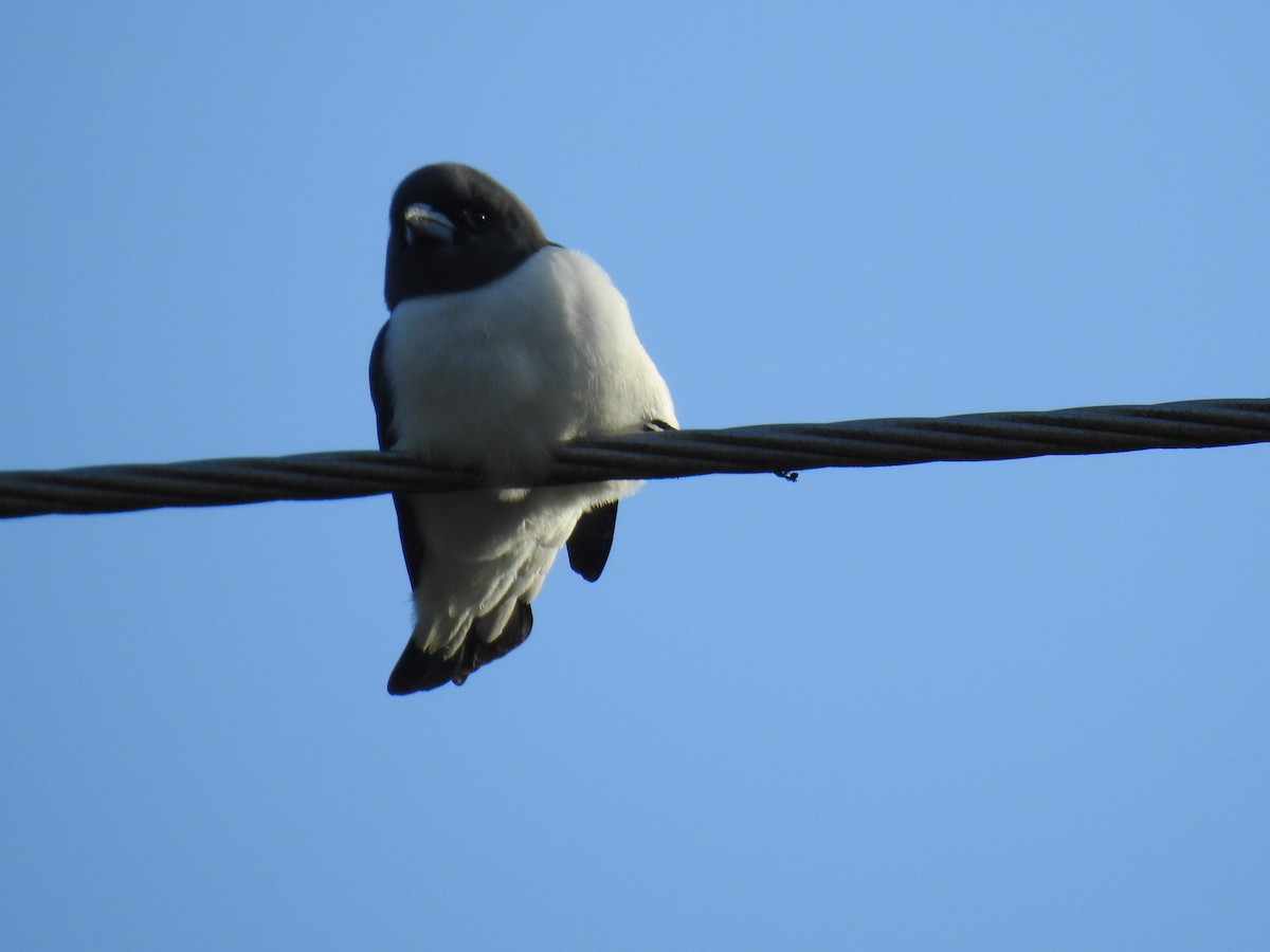White-breasted Woodswallow - ML619000196